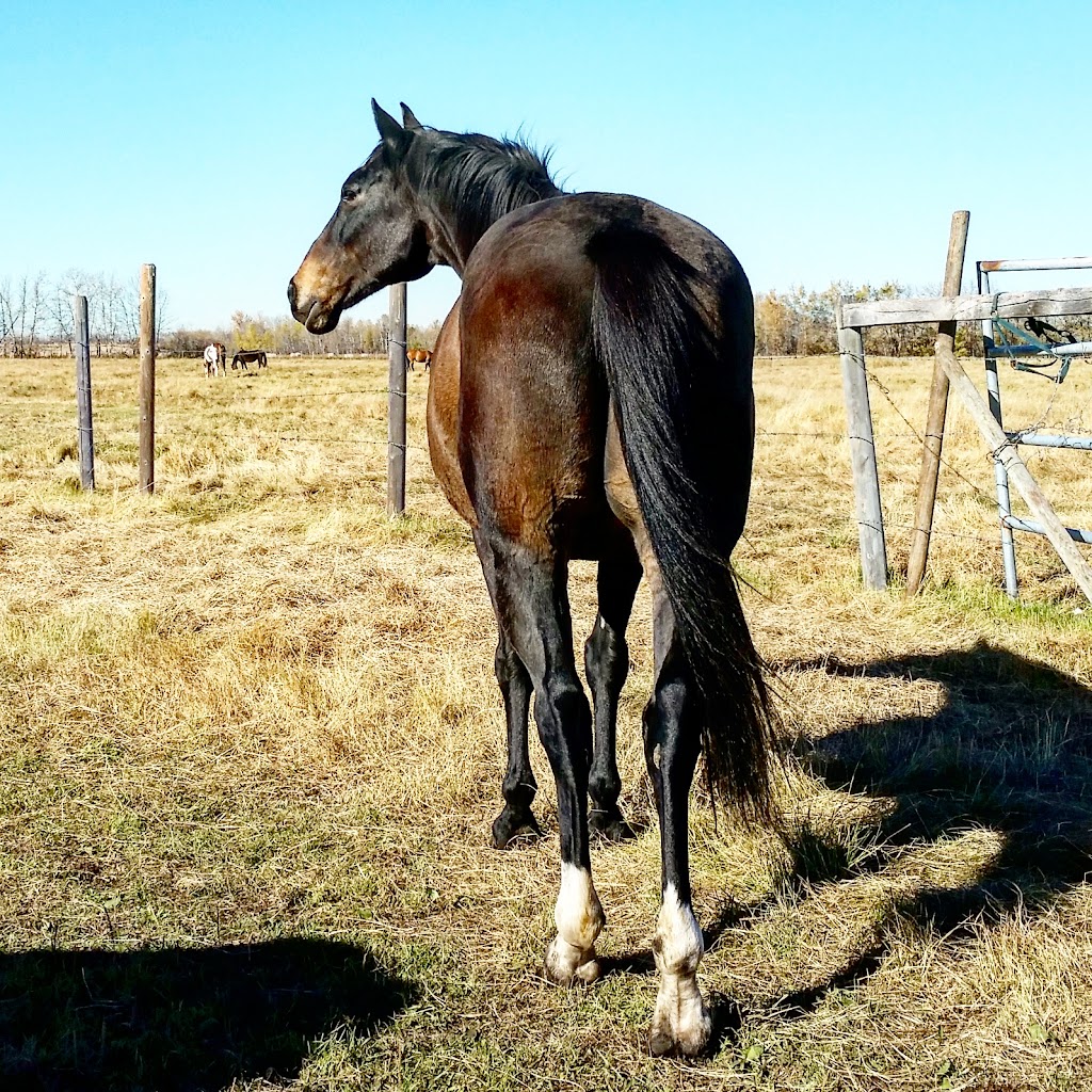 Chesla Farms | RR231 HWY28, Gibbons, AB T0A 1N0, Canada | Phone: (780) 942-4491