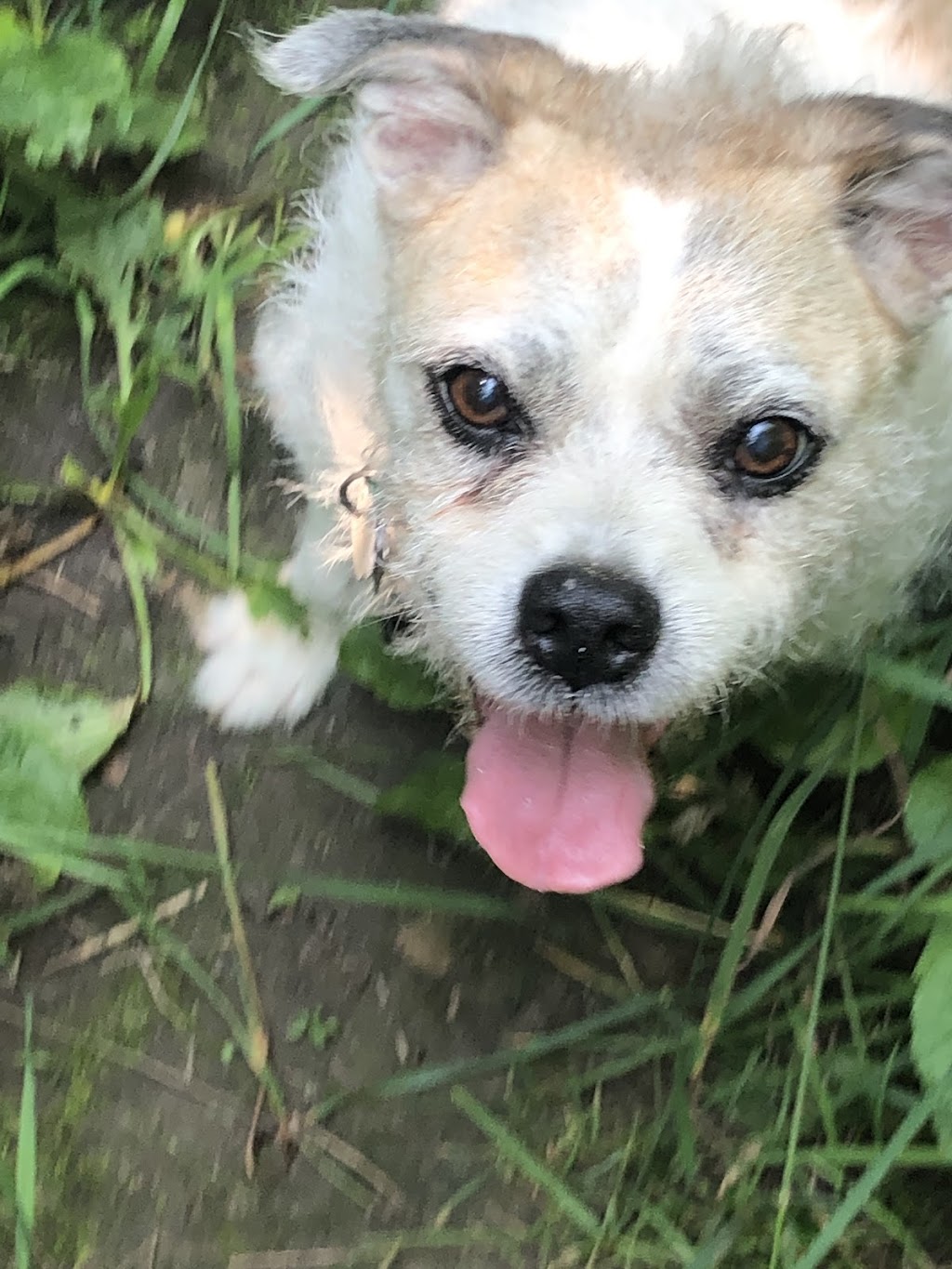 Sonni Moo Pets | 43 Tweed Crescent, London, ON N5X 1Z5, Canada | Phone: (519) 872-7760