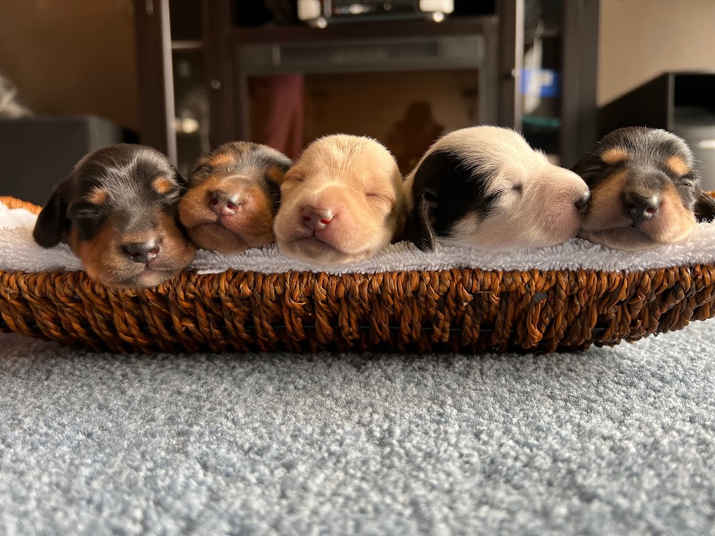 Royal Dachshunds | 1621 Windermere Loop Rd, Windermere, BC V0B 2L1, Canada | Phone: (780) 842-1577