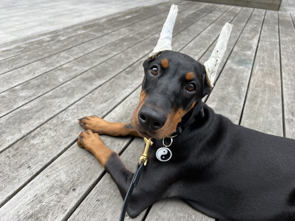 Black Hill Dobermans | 182 Morgan Rd, Bloomfield, ON K0K 1G0, Canada | Phone: (343) 263-3552