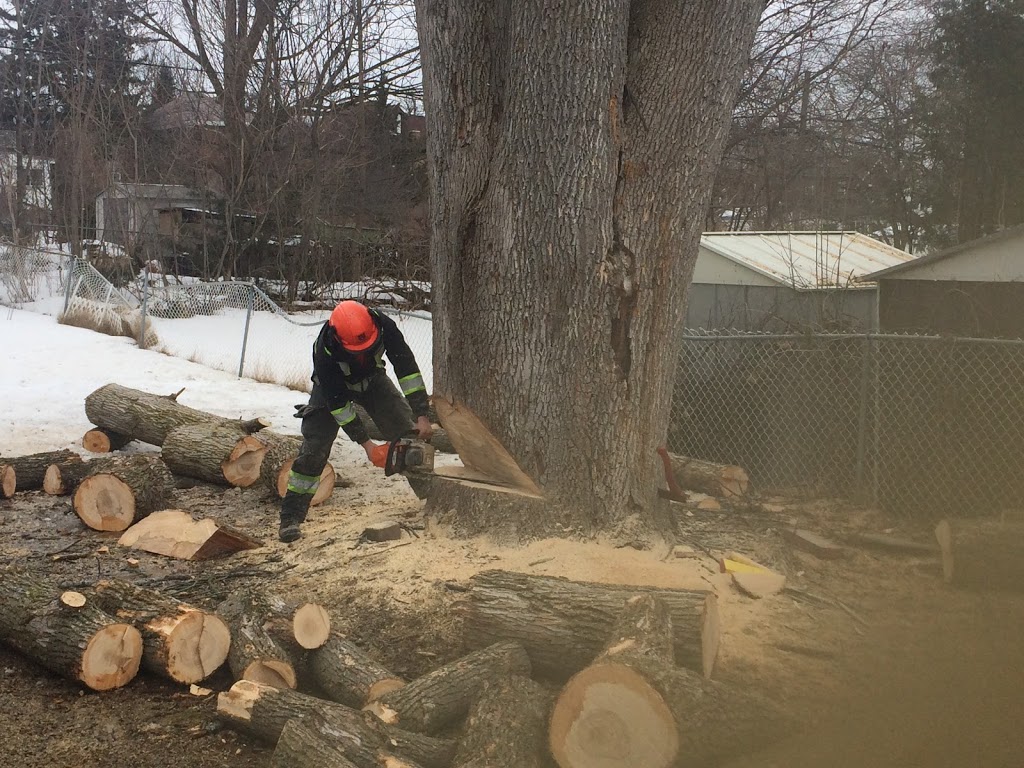 REDWAL Tree Service | 44 Riverview Dr, Omemee, ON K0L 2W0, Canada | Phone: (705) 768-2855
