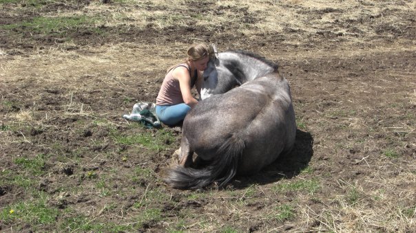 Black Bay Horse Farm | 250 Chemin de la Baie, Luskville, QC J0X 2G0, Canada | Phone: (819) 665-3614