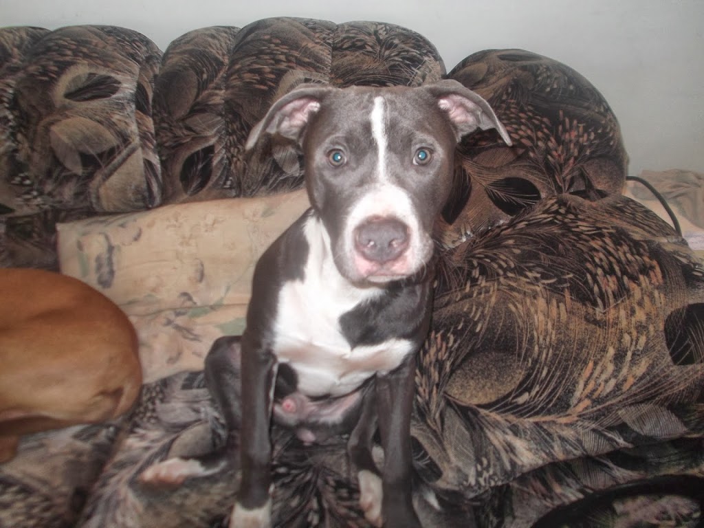 Oceans Pits | 850 Victoria Rd, Nanaimo, BC V9R 4R7, Canada | Phone: (250) 755-1234