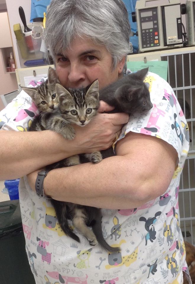 Town Centre Veterinary Hospital | 1502 Lakewood Rd W Northwest, Edmonton, AB T6K 3J4, Canada | Phone: (780) 496-9065