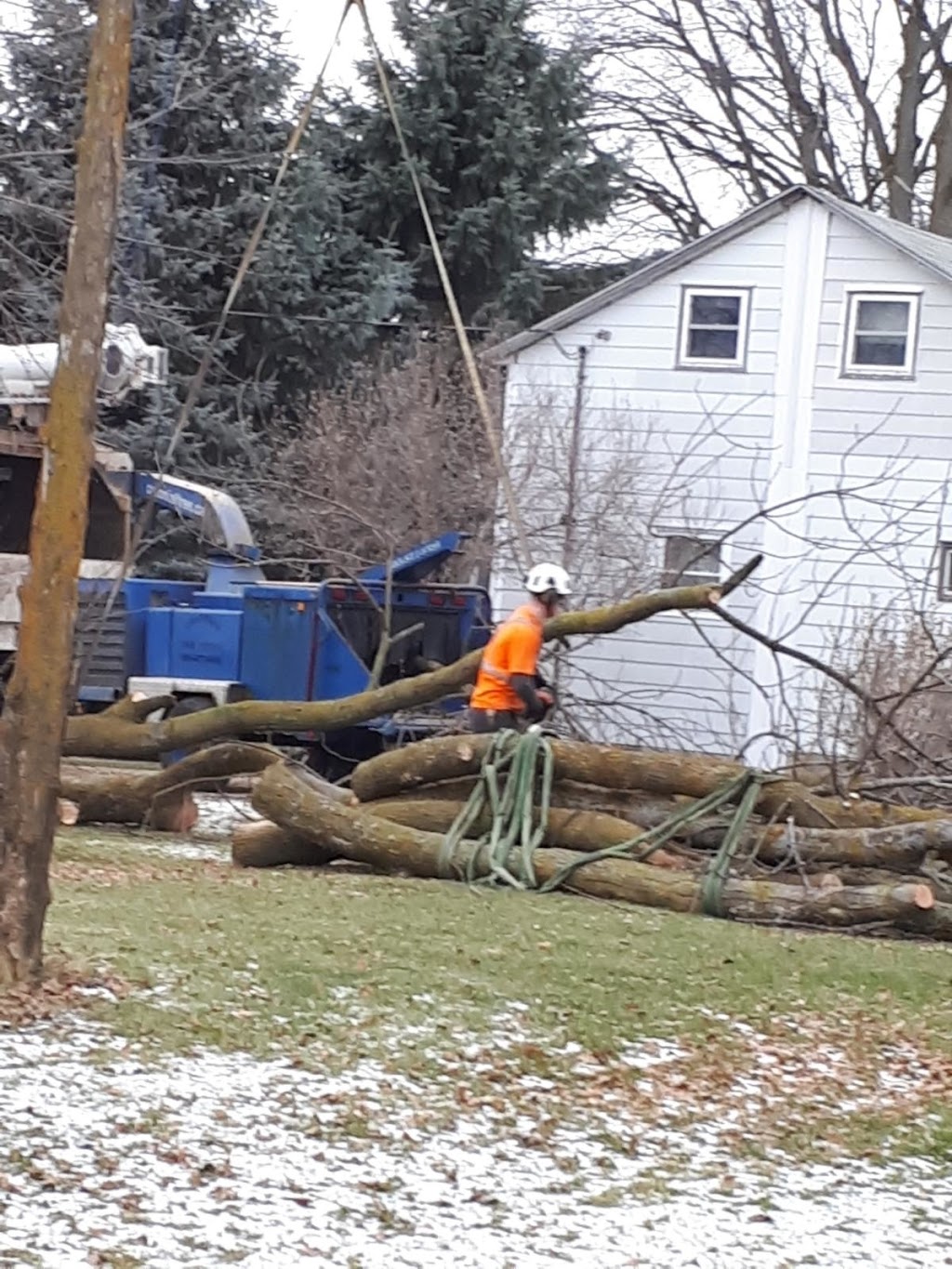 Colonial Tree Service | 36 Armstrong Ave, Georgetown, ON L7G 4R9, Canada | Phone: (905) 877-8591