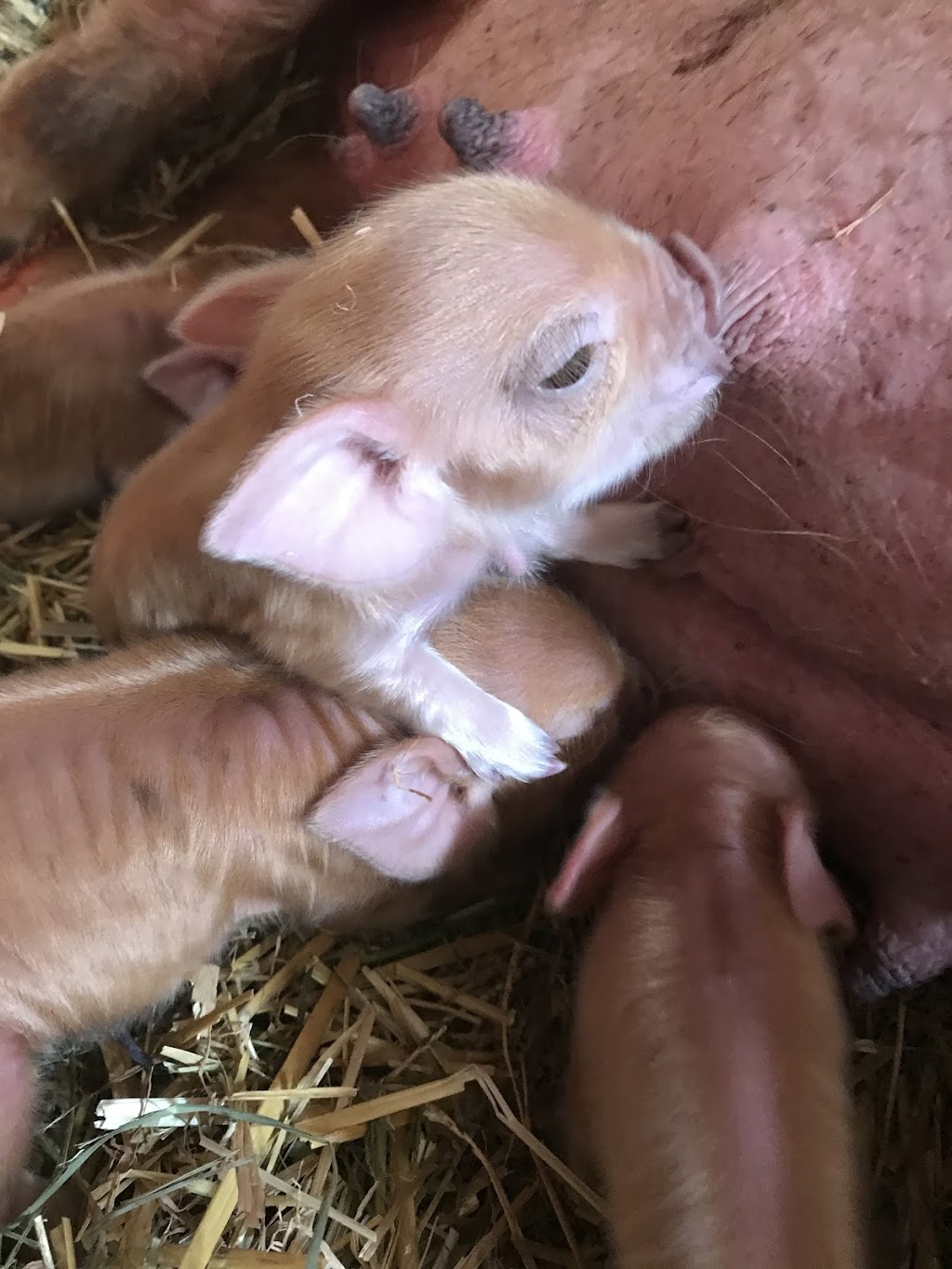 Chickadee Hill Farm | 18249 Shaws Creek Rd, Alton, ON L7K 1L2, Canada | Phone: (519) 350-6411