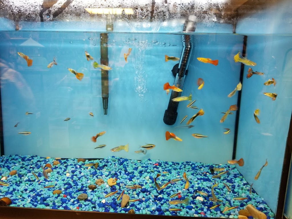 Pet Kangaroo Rec | 348 Rue Beaudry N, Joliette, QC J6E 6A6, Canada | Phone: (450) 752-5019