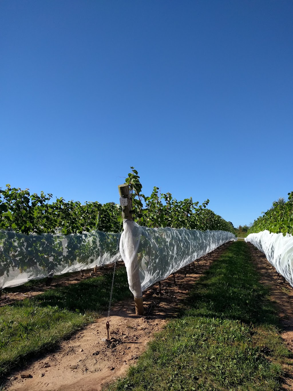 Sainte-Famille Wines Ltd | 11 Dudley Park Ln, Falmouth, NS B0P 1L0, Canada | Phone: (800) 565-0993