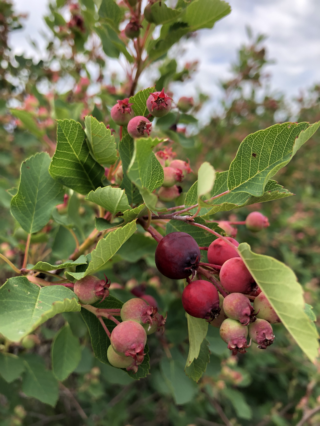 Purple Berry Orchard | Perimeter Hwy, Manitoba R0H 1E0, Canada | Phone: (204) 461-2623