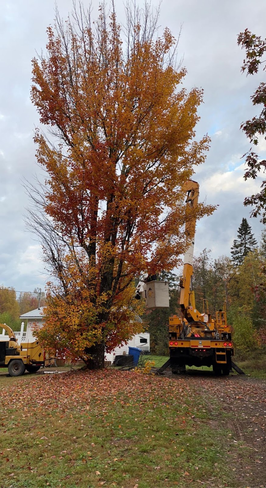 Treegenics | 4654 NB-105, Jemseg, NB E4C 3X7, Canada | Phone: (506) 260-7510