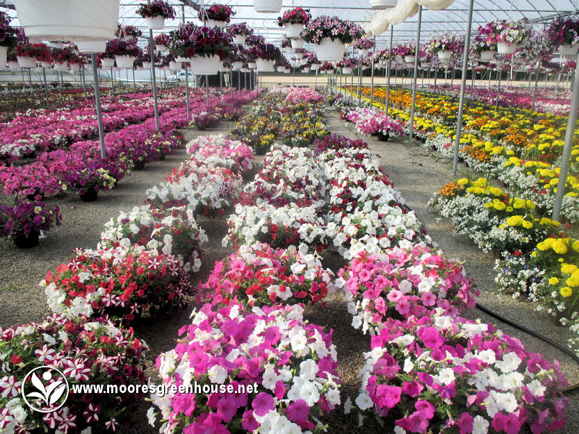Moores Greenhouse | 243003 Range Road 240, Wheatland County, AB T1P 2C2, Canada | Phone: (403) 934-4885
