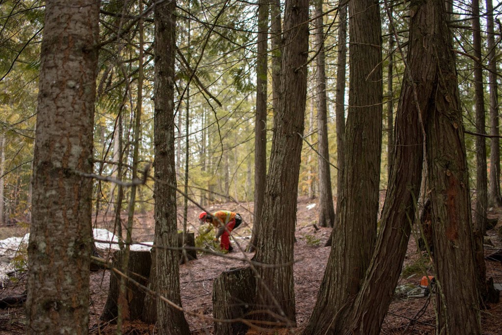 Brushpunks Forestry Services | 4218 6th avanue, Peachland, BC V0H 1X5, Canada | Phone: (250) 717-7886