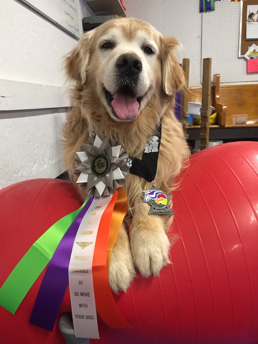 TailWaggersK9Sport Inc | 573 Lubitz Rd, Pembroke, ON K8A 6W6, Canada | Phone: (613) 401-5707