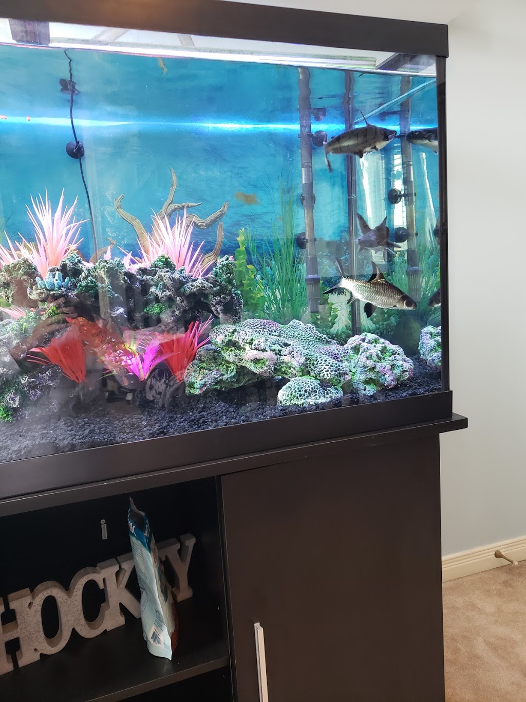 Hobby Stuff | 50 Taunton Rd E, Oshawa, ON L1G 3T7, Canada | Phone: (905) 723-8759