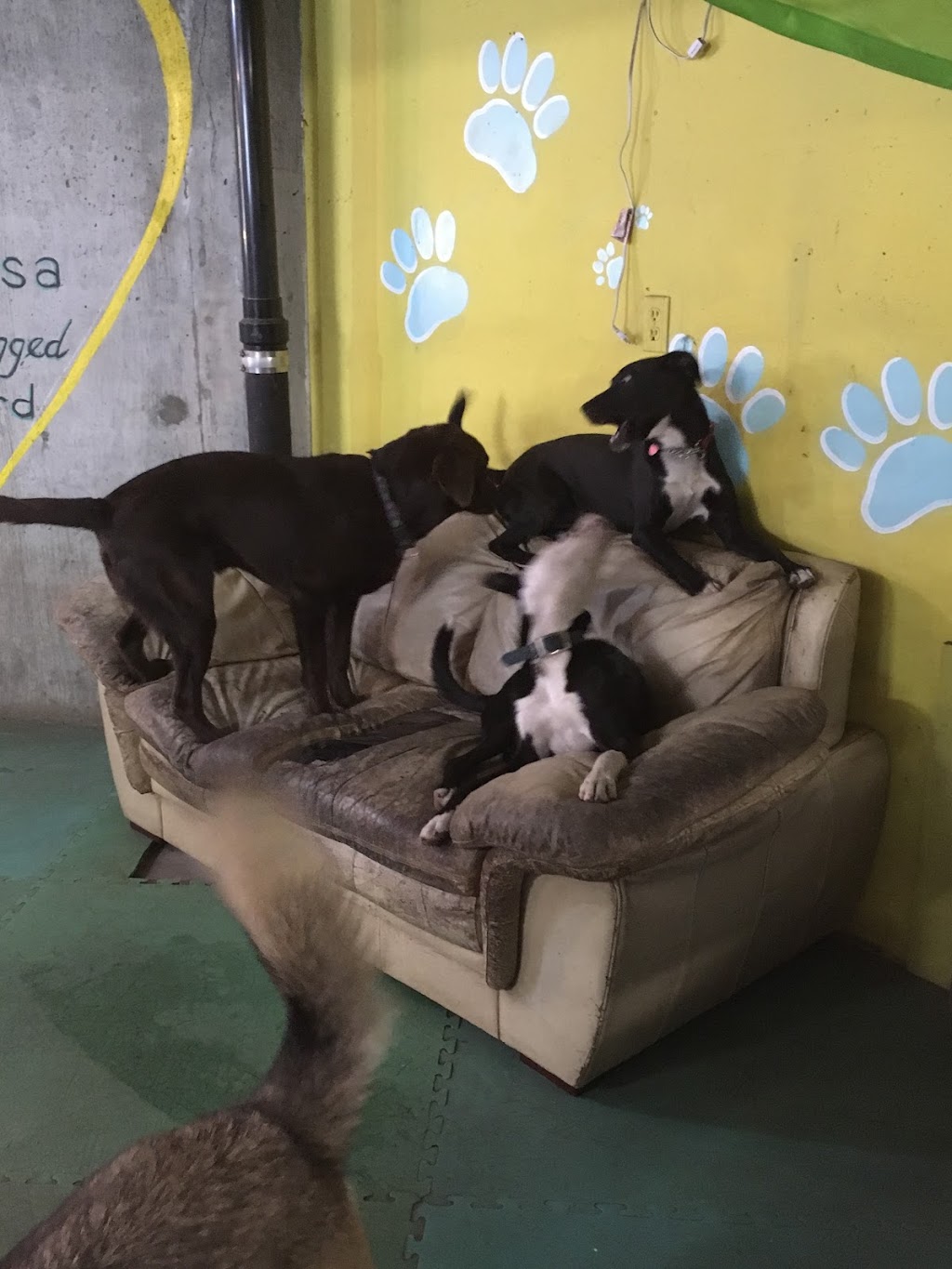 Barks and Recreation Canine Services | 2027 174 St, Surrey, BC V3Z 9Z8, Canada | Phone: (778) 291-2275