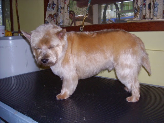 Sea Dog Salon The | 1972 Ranch Rd, Roberts Creek, BC V0N 2W5, Canada | Phone: (604) 886-6685