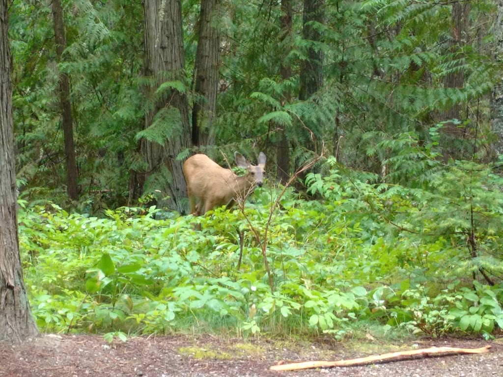 Shuswap Lake Provincial Park | 4120 Squilax-Anglemont Rd, Scotch Creek, BC V0E 1M5, Canada | Phone: (250) 320-9305