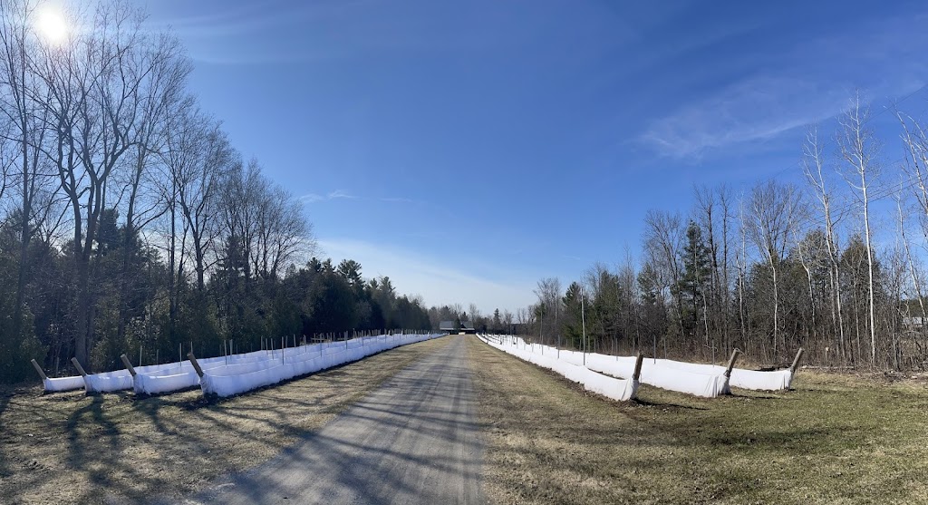 Vignoble Hemmingford / Hemmingford Winery | 758 Chem. Williams, Hemmingford, QC J0L 1H0, Canada | Phone: (514) 726-0414