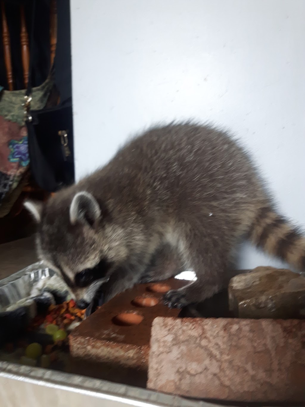 Grimsby Urban Wildlife Care | 23 Betts Ave, Grimsby, ON L3M 2S7, Canada | Phone: (905) 818-5708