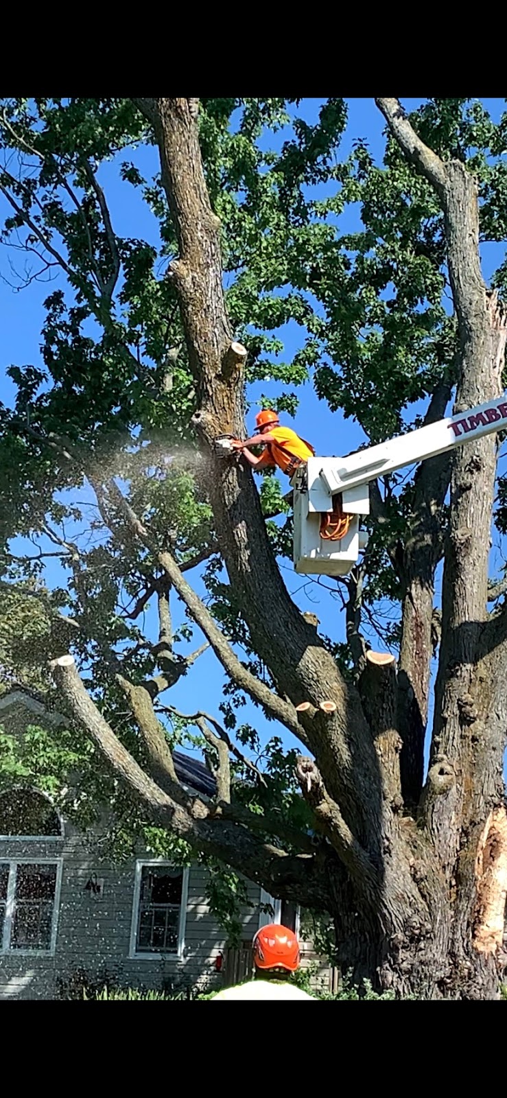 Timbertech Tree Care | 654 Airport Rd, Stirling, ON K0K 3E0, Canada | Phone: (613) 968-1897