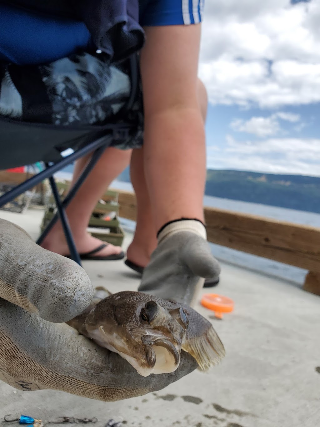 Arbutus Ridge Marina | 3600, Ratcliffe Rd, Cobble Hill, BC V0R 1L1, Canada | Phone: (250) 743-3282