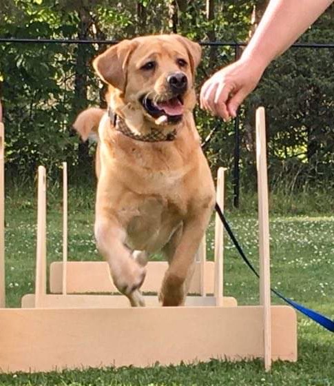 Tristan Finn Labradors & Service Dogs | 1965 Division Rd E, Severn, ON L3V 0X8, Canada | Phone: (705) 619-2211