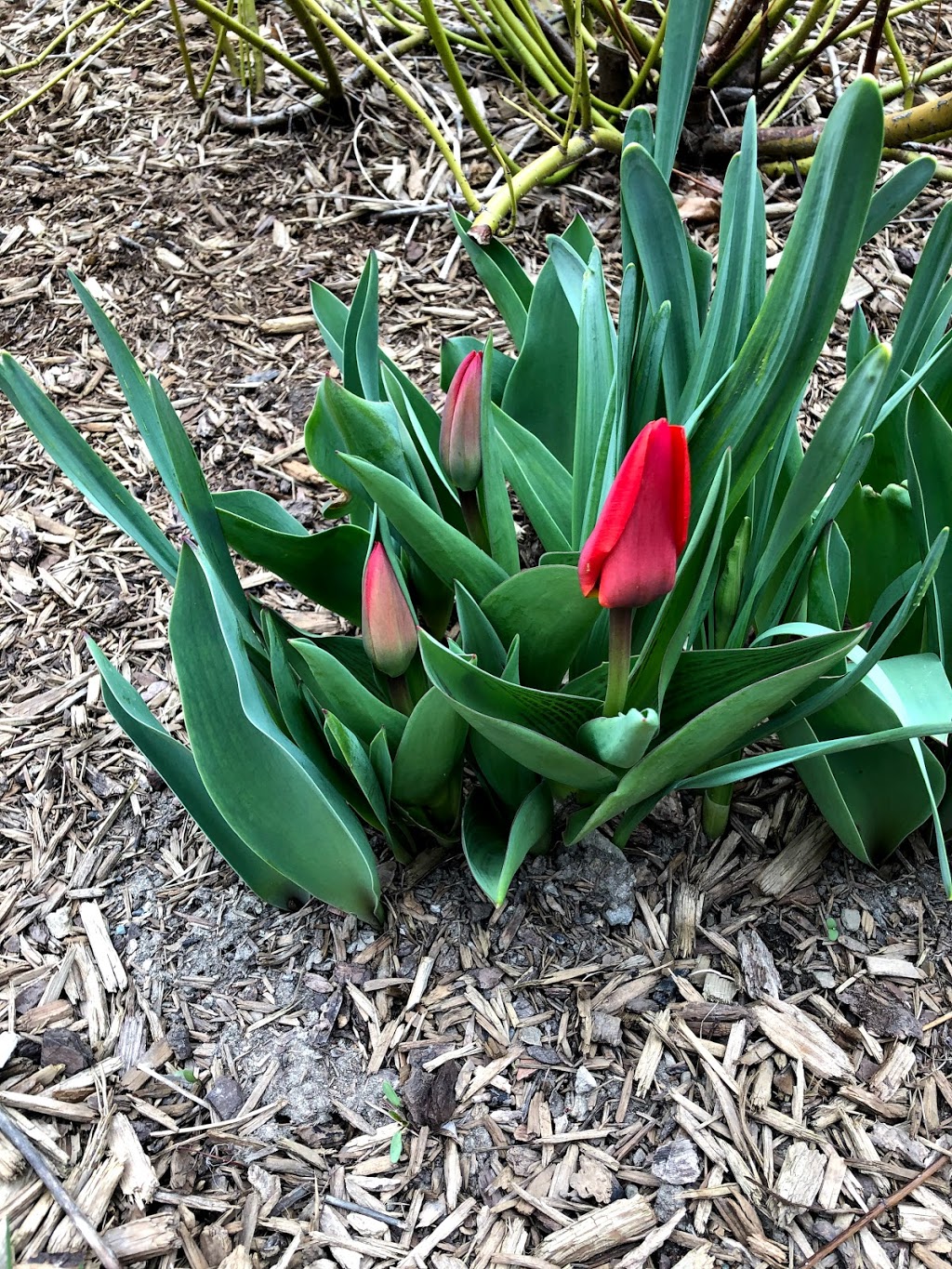 Kenaston Gardens Parkette | Kenaston Gardens Parkette, 12 Kenaston Gardens, North York, ON M2K 1G8, Canada | Phone: (416) 338-4386