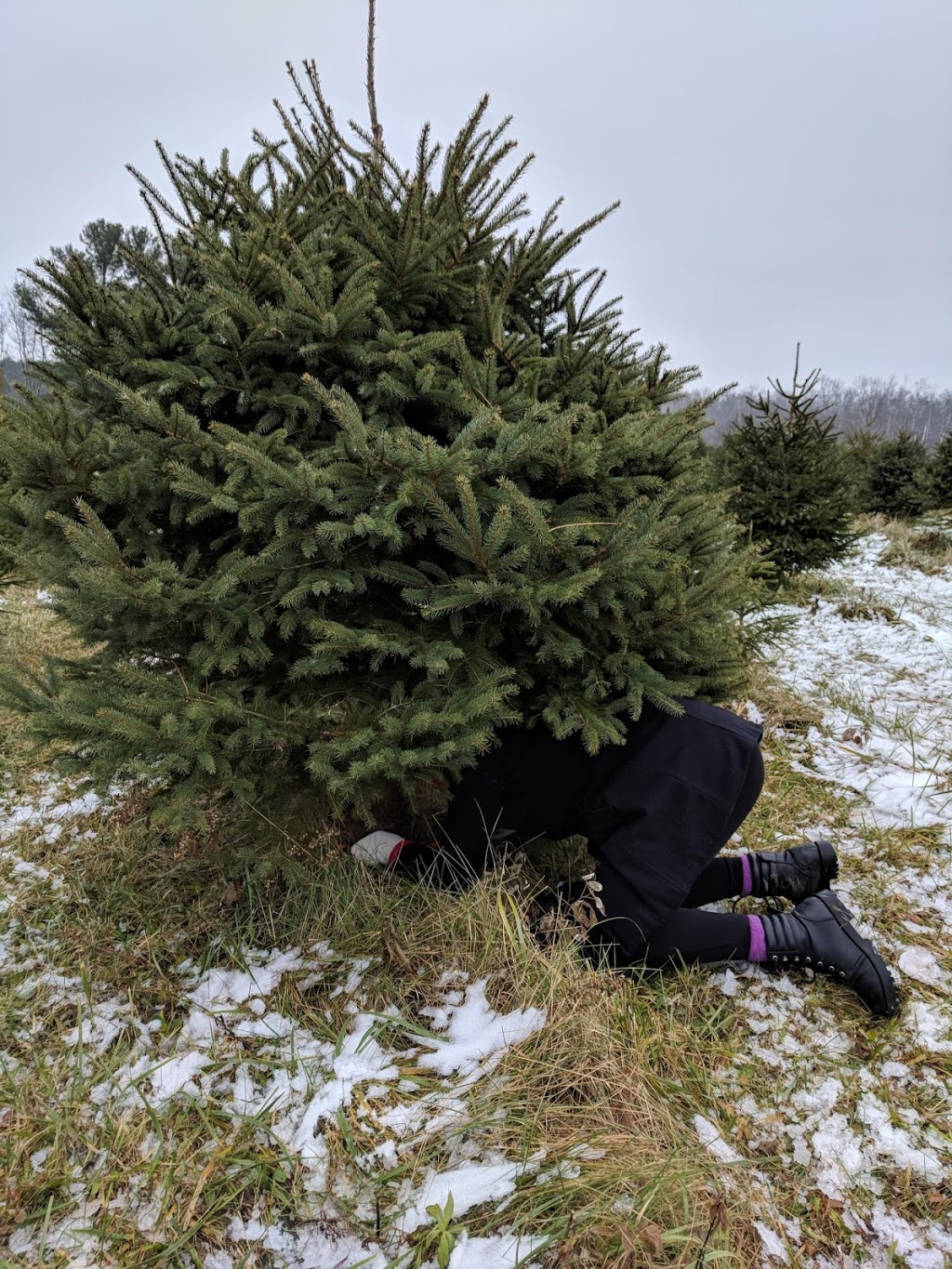 Pedde Tree Farm | 2182 Manning Dr, London, ON N6N 1K2, Canada | Phone: (519) 644-1168