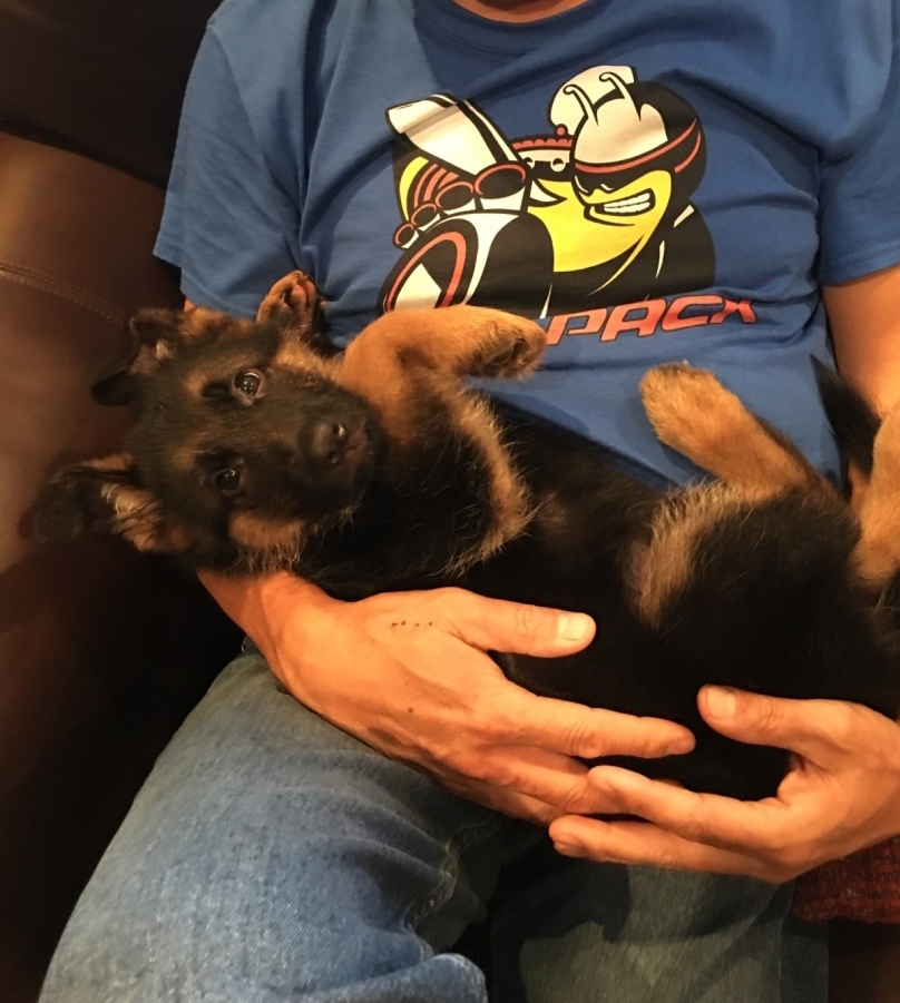 Ahornblatt German Shepherds | 13604 Guelph Line, Campbellville, ON L0P 1B0, Canada | Phone: (416) 272-7264