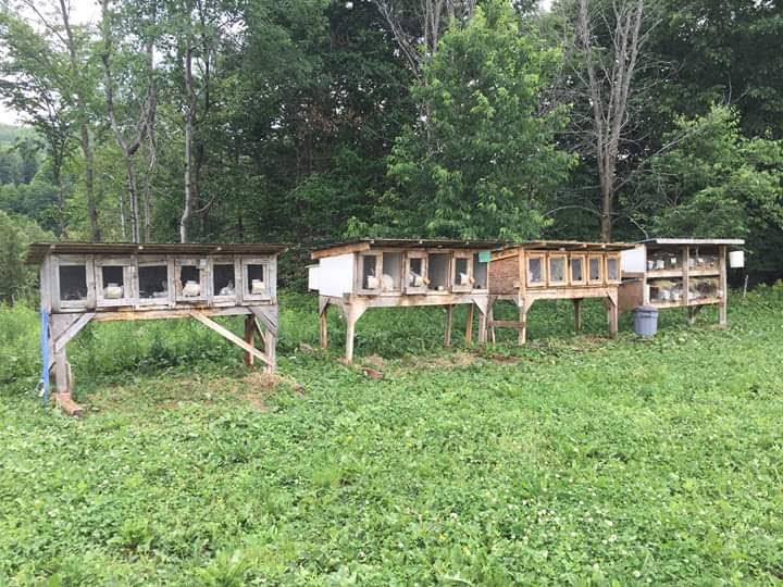 Ferme LIdéel | 1610 Rang Allaire, Sainte-Hélène-de-Chester, QC G0P 1H0, Canada | Phone: (819) 382-2773