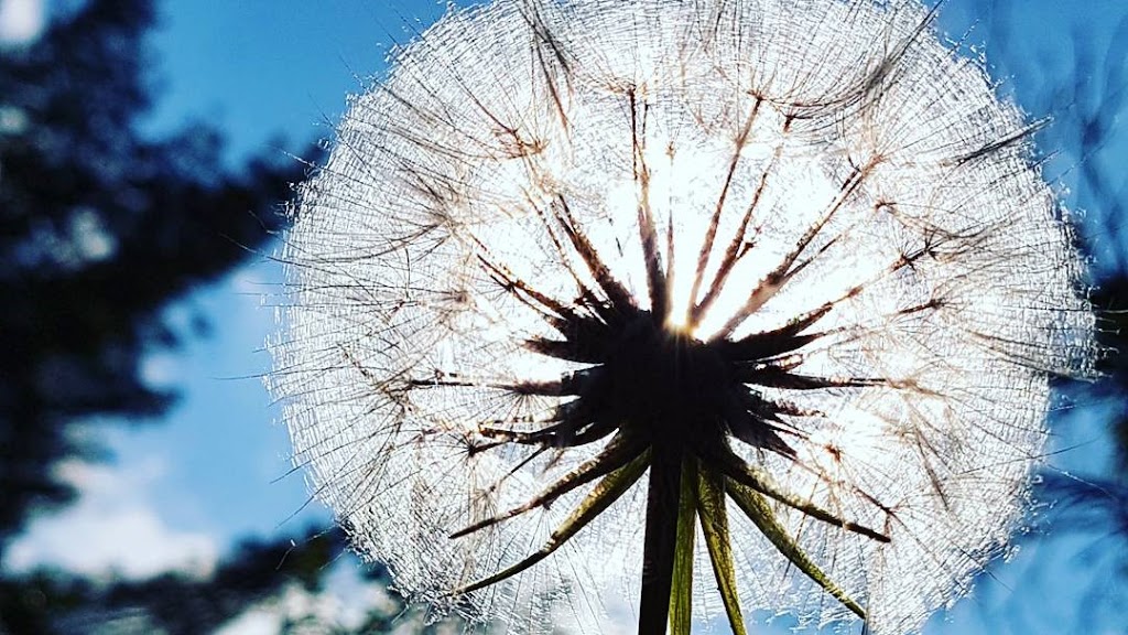 Dandelion Healing | health | 15 Riverview Ave, London, ON N6J 1A3, Canada | 2264563494 OR +1 226-456-3494