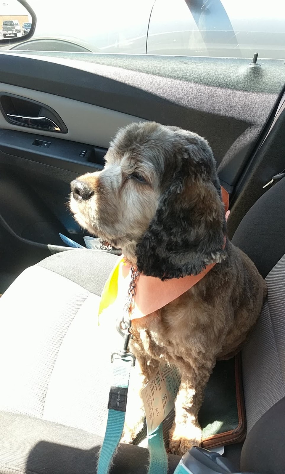 Adorable Dogs Grooming Spa | 575 Main St, Dartmouth, NS B2W 6A4, Canada | Phone: (902) 405-3647