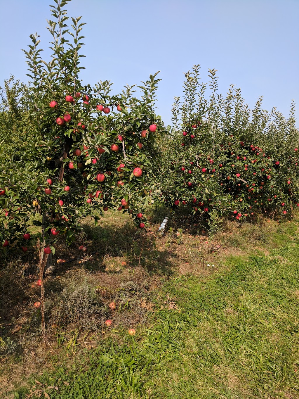 Windwood Farms | 4198 King St, Beamsville, ON L0R 1B1, Canada | Phone: (905) 401-0515