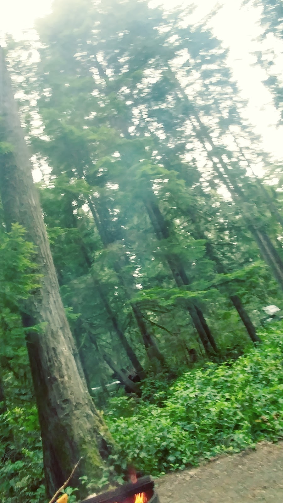 Englishman River Regional Park. / Top Bridge Park,(trail head) | 249 Allsbrook Rd, Parksville, BC V9P 2A8, Canada | Phone: (250) 248-3252