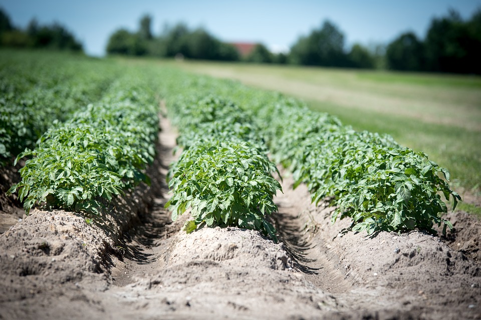 Growforge | Box 177, Oak Bluff, MB R0G 1N0, Canada | Phone: (905) 634-5926