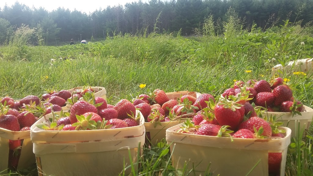 Lorés U-pick & Country Market | 5505 Upper Clyde Rd, Shelburne, NS B0T 1W0, Canada | Phone: (902) 875-2102