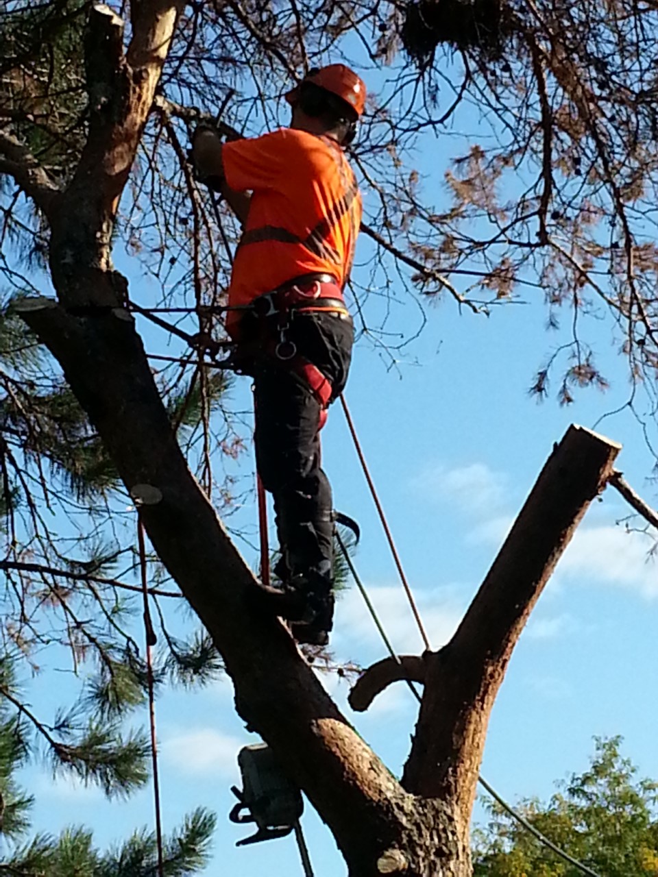 Concord Tree Svc | 233 Mississaga St, Oakville, ON L6L 3B1, Canada | Phone: (905) 847-6447