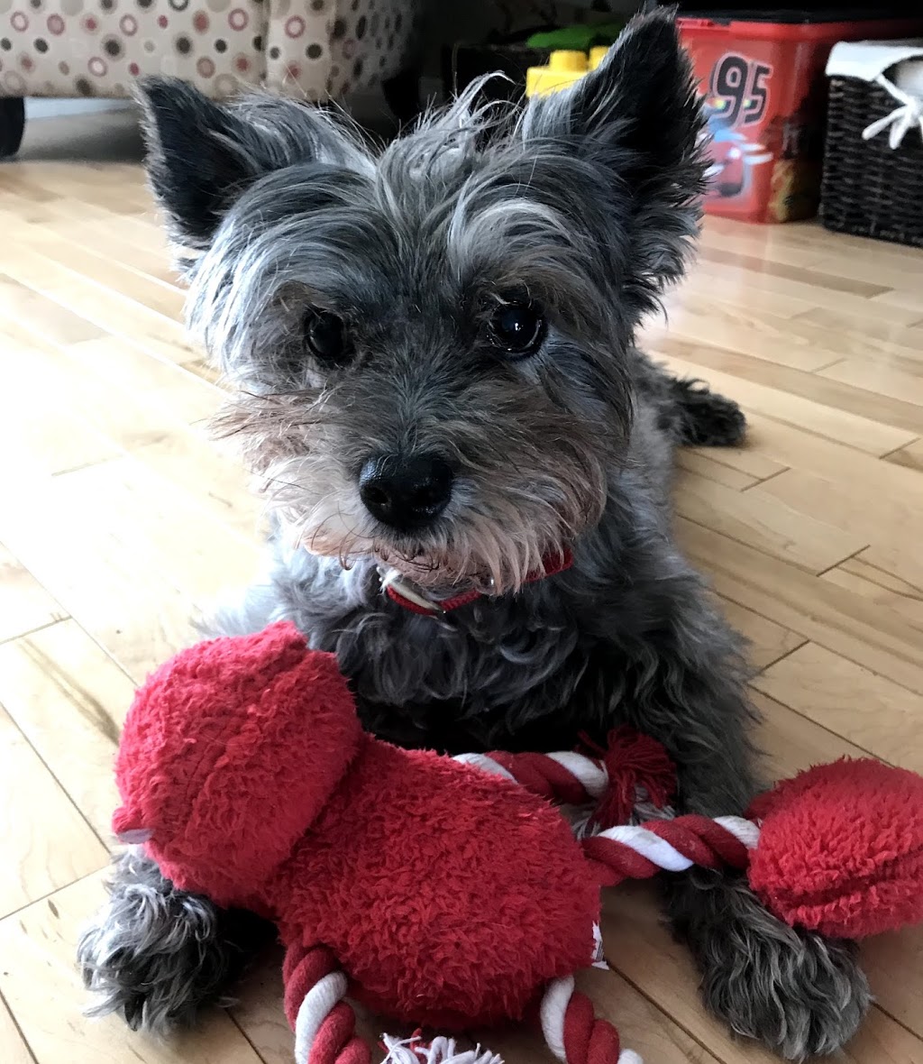 Britannia Kingsland Veterinary Clinic | 7738 Elbow Dr SW, Calgary, AB T2V 0S6, Canada | Phone: (403) 253-7044