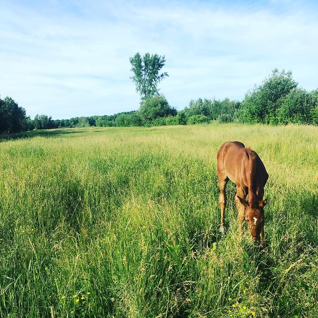 Ferme B&L Equestrian | #31, Lac-Brome, QC J2K 3G8, Canada | Phone: (514) 796-7690