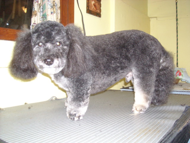 Sea Dog Salon The | 1972 Ranch Rd, Roberts Creek, BC V0N 2W5, Canada | Phone: (604) 886-6685