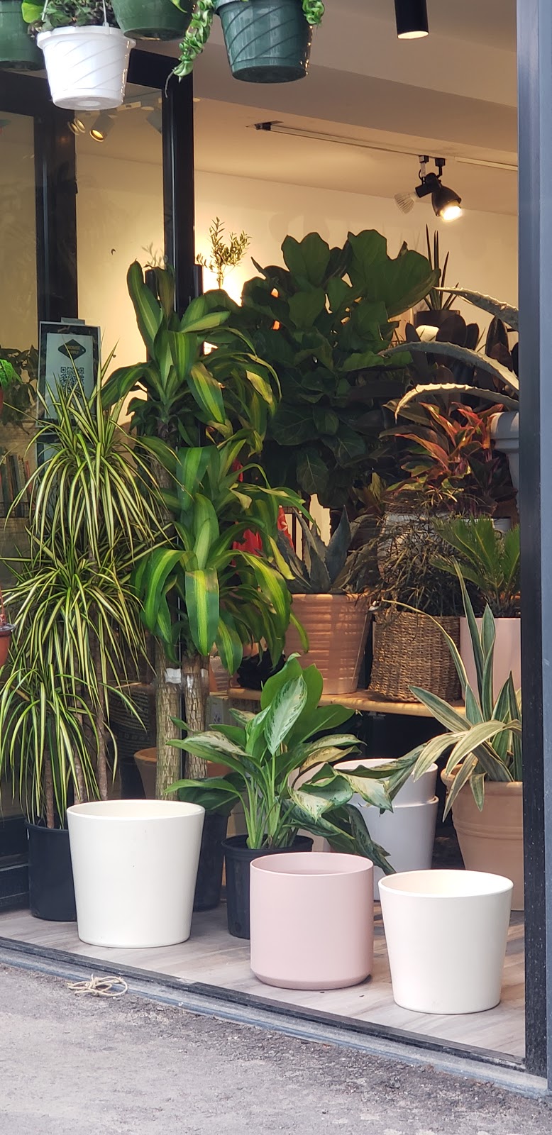 Promise Supply Plants at stackt | 28 Bathurst St, Toronto, ON M5V 0C6, Canada | Phone: (647) 957-8291