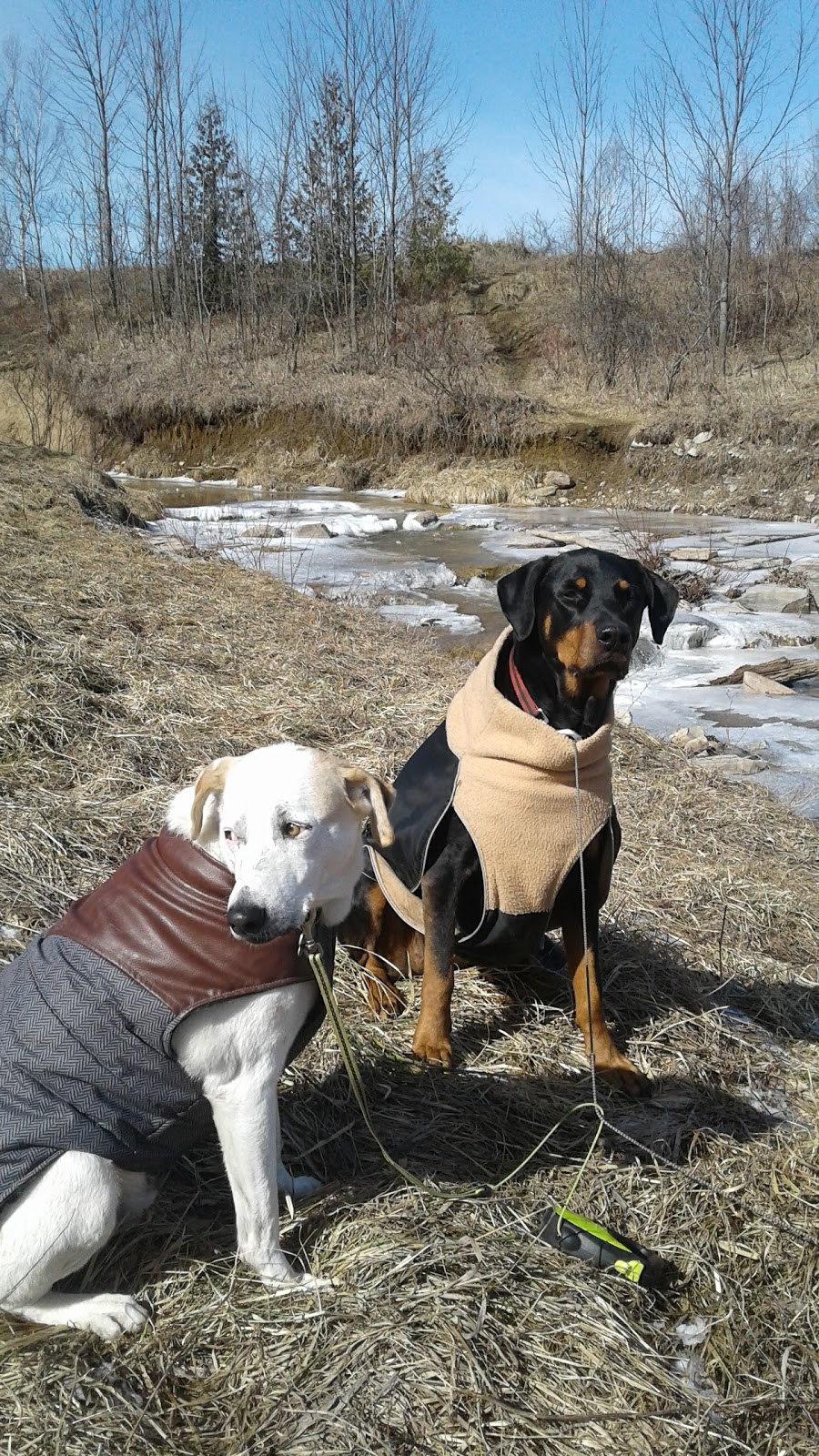 J.J. Cooper Park | 0C8, Chamberlain Crescent, Collingwood, ON L9Y 0C8, Canada