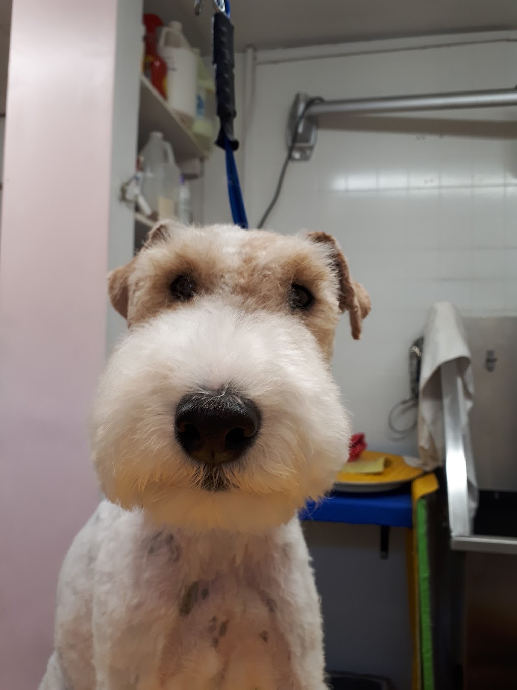 Chic Chat Chien - Toilettage Boucherville | 69 Rue François-Gauthier, Boucherville, QC J4B 4N5, Canada | Phone: (438) 934-8015