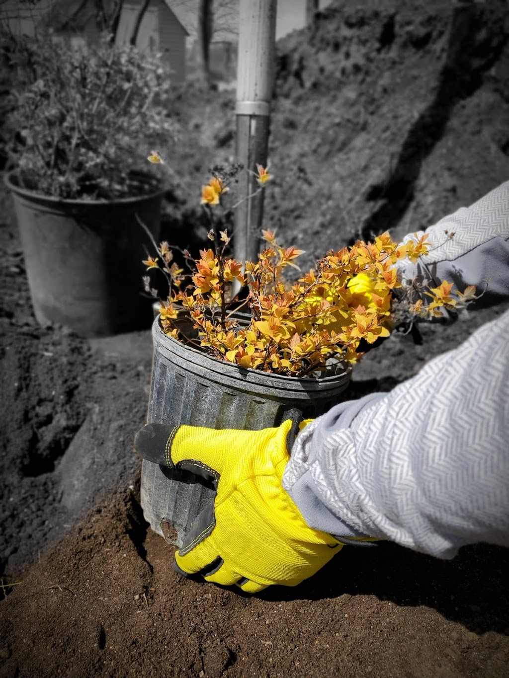 Koinonia Nursery | Box 51, Sidney, MB R0H 1L0, Canada | Phone: (204) 872-2255