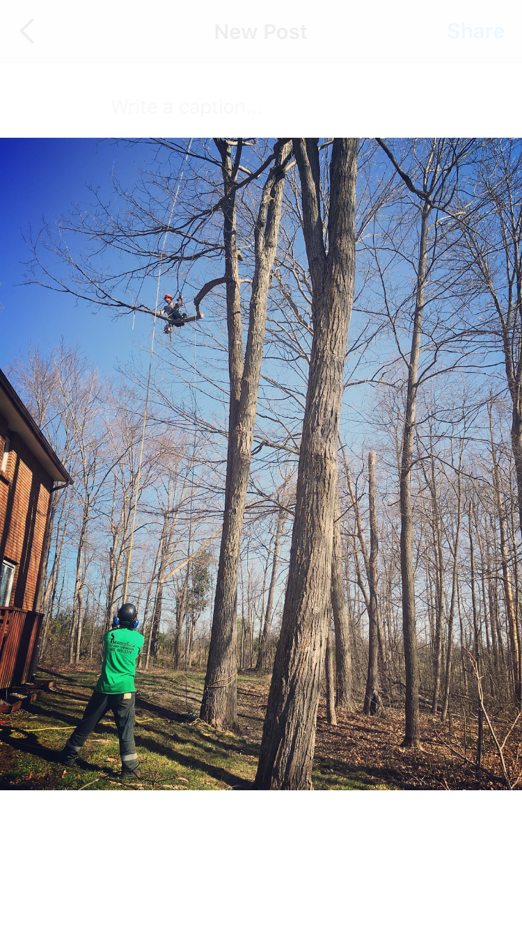 Superior Tree Service | 310 Gifford Dr, Ennismore, ON K0L 1T0, Canada | Phone: (905) 431-6636
