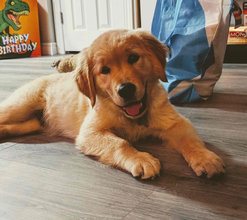 Pet Valu | 165 Mitchell Rd S, Listowel, ON N4W 3K9, Canada | Phone: (519) 291-2050