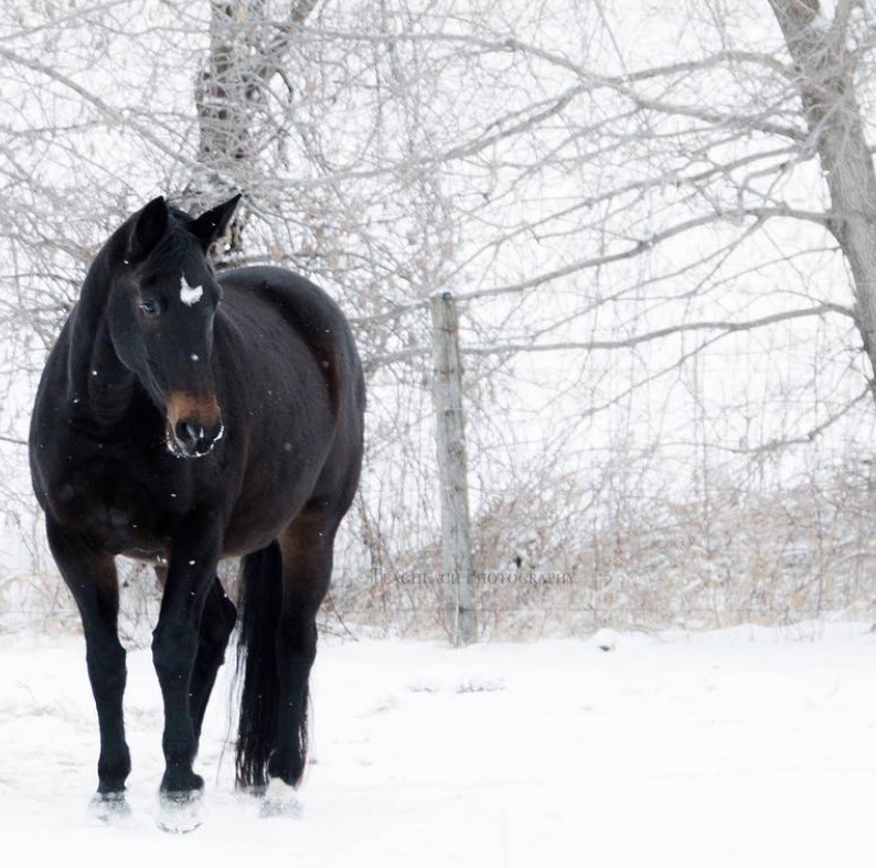Applehill Stables | 6115 Prince of Wales Dr, North Gower, ON K0A 2T0, Canada | Phone: (613) 489-2446