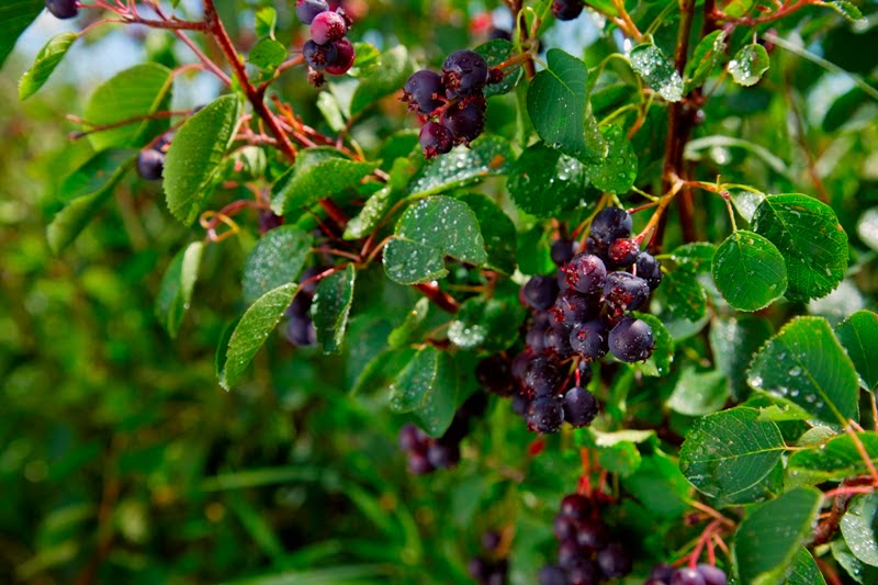 Field Stone Fruit Wines | Strathmore, AB T1P 1J6, Canada | Phone: (403) 934-2749