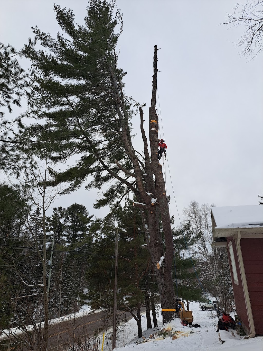 Haliburton Tree Care | 479 Mountain St, Haliburton, ON K0M 1S0, Canada | Phone: (705) 457-7199