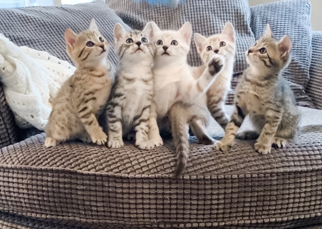 Blue Ribbon Bengals | 775 Burnett Ave, Cambridge, ON N1T 2A2, Canada | Phone: (226) 220-4427